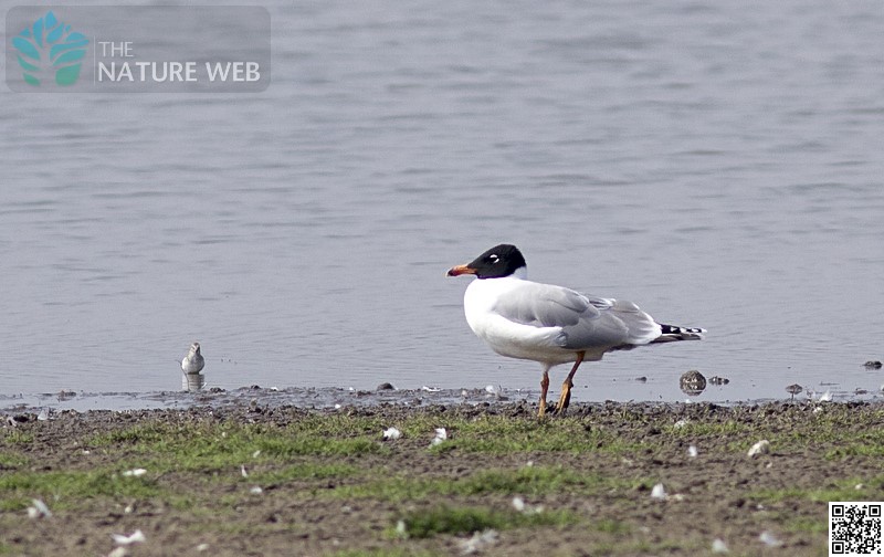 Pallas's Gull